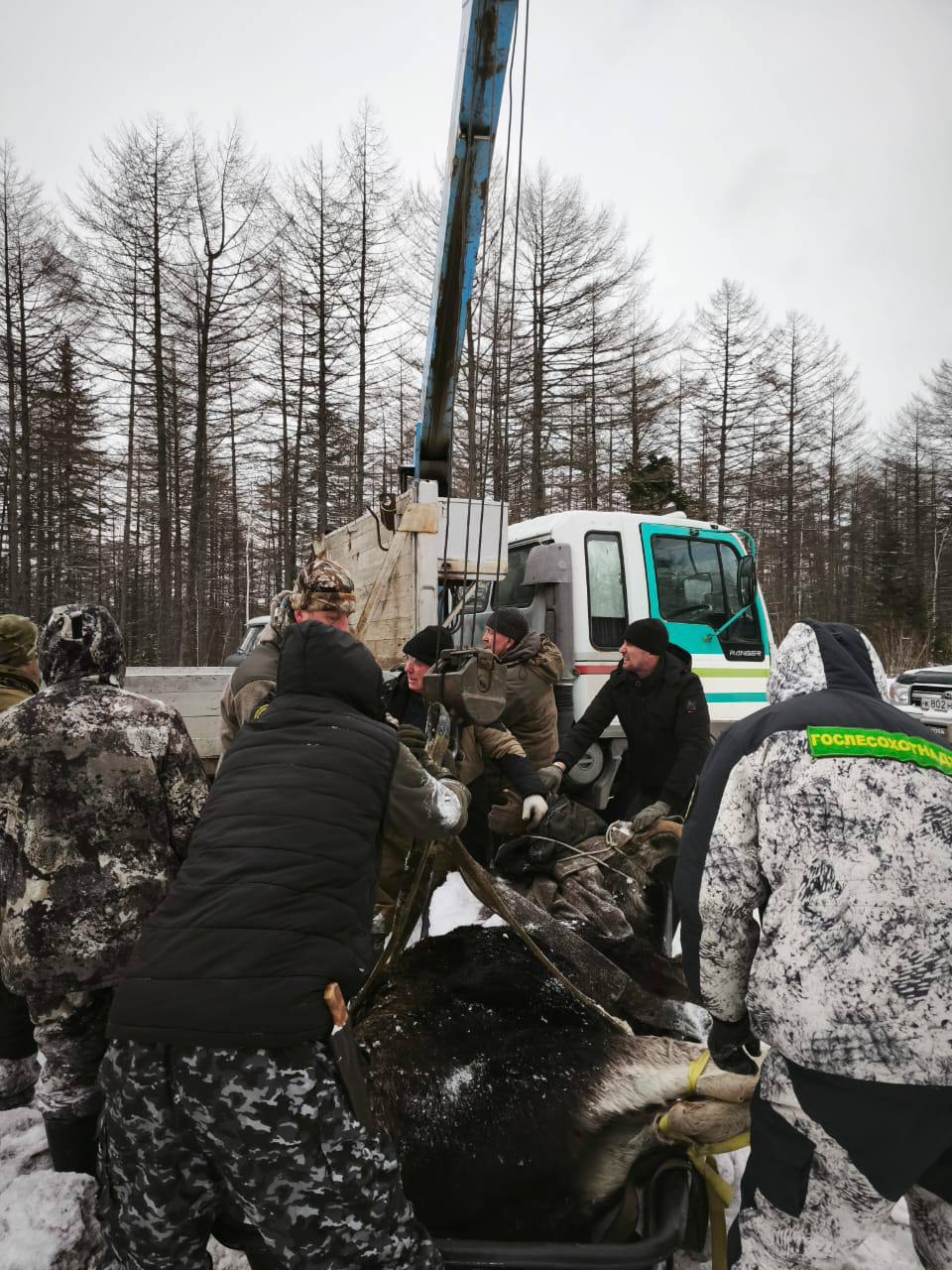 Спасённому в Смирныховском районе лосю вновь потребовалась помощь   Напомним, вчера молодого сохатого, который запутался задней ногой в брошенных проводах, заметили рядом с федеральной трассой, примерно в 40 км от Смирных в сторону Тымовского. Бедолагу освободили местные охотоведы.   Сегодня специалисты вновь выехали на место. К сожалению, животное обнаружили в лесу обессиленным и неспособным передвигаться.       Охотоведы с помощью кран-балки поместили лося на сани и транспортировали на передержку. Самца осмотрел местный ветеринар - дикий пациент ослаблен, но ест.   ‍ Специалисты продолжат следить за состоянием лося и выпустят в естественную среду обитания как только ему станет лучше.       ———    :     Прислать нам новость: