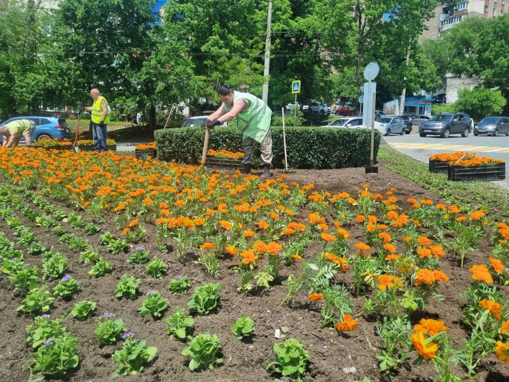 Во Владивостоке появится ещё больше деревьев и кустарников  Муниципальное предприятие «Зелёный Владивосток» планирует высадить более 11 тысяч деревьев и кустарников в 2025 году.  Высадят более 10 тысяч кустарников и 1,5 тысячи деревьев на улицах Некрасовской, Никифорова, Сафонова, Сахалинской, а также на Океанском проспекте и Гоголя. Растения доставляют из питомников Приморья и других регионов.  Также в городе активно высаживают цветы. Клумбы уже украсили кольцо Инструментального завода, улицы Фонтанная, Светланская, Лермонтова и проспект 100-летия Владивостока. Всего в этом году будет высажено 260 тысяч однолетних и более 5000 многолетних цветов и трав.  Подробнее