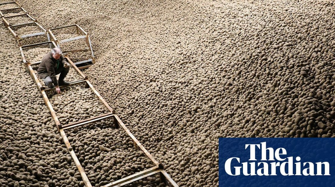 В Берлине раздают картофель бесплатно из за рекордного урожая за 25 лет Немецкие фермеры бесплатно раздают картофель в школах церквях и приютах из за рекордного урожая передает ArbatMedia По всей столице Германии развешаны объявления с адресами точек где можно получить мешки картошки совершенно бесплатно Местный зоопарк уже забрал несколько тонн овоща для своих обитателей Урожай этого года стал самым большим за четверть века Его назвали Kartoffel Flut картофельное наводнение Именно этот небывалый объем собранного картофеля побудил одного из местных фермеров организовать массовую благотворительную акцию Картофель занимает важное место в рационе немцев Согласно официальным данным каждый житель страны потребляет примерно 63 килограмма этого продукта ежегодно Прислать новость