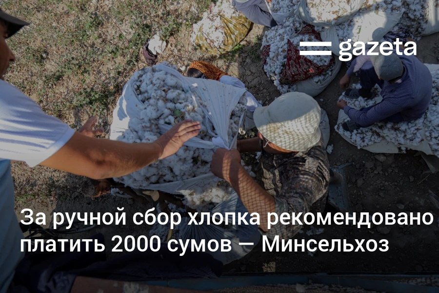 Минсельхоз Узбекистана опроверг информацию о выплате 1800 сумов за кг хлопка За машинный сбор платят 1373 сума За ручной установлена рекомендованная цена в 2000 сумов При этом стоимость ручного сбора может меняться по договорённости между кластерами фермерами и сборщиками   www gazeta uz ru 2025 09 01 cotton Telegram Instagram YouTube