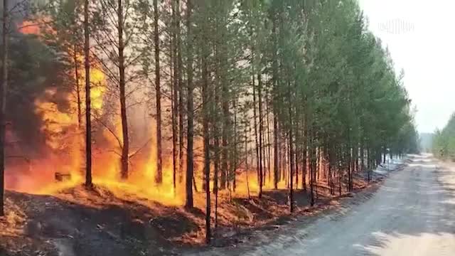 Омские парашютисты помогают в тушении лесных пожаров в Забайкалье