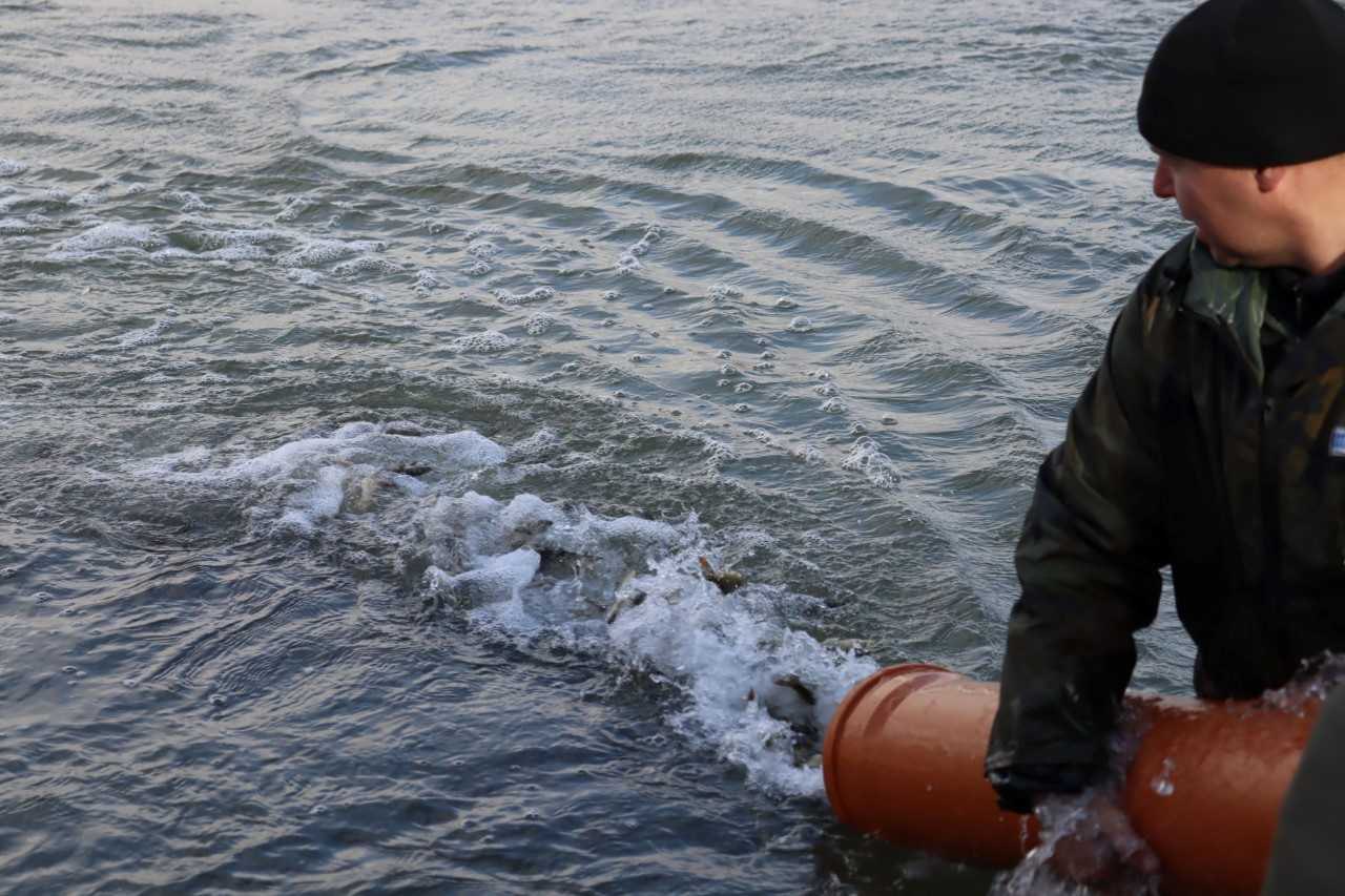 Росводоканал Барнаул выпустил в Обь около 20 тысяч мальков сазана Барнаульский водоканал ежегодно с 2015 года участвует в программе по воспроизводству водных биоресурсов Алтайского края Сазан играет роль естественного санитара водоемов рыба питается донными водорослями и таким образом помогает очищать воду рвк барнаул