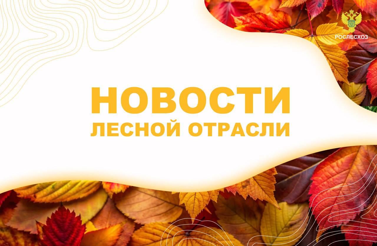 Сибирский новостной Рослесхоз назвал лучших молодых ученых победителей отраслевого конкурса Лесной комплекс Федеральная Авиалесоохрана механизирует создание минполос в труднодоступных территориях Московский комсомолец Липецкие лесоводы заготовили 3 5 тонны желудей несмотря на неурожай Комсомольская правда Два лесных пожара тушат в Хабаровском крае Брянские новости В Брянской области на 16 процентов перевыполнили план по восстановлению лесов Аргументы и факты На Камчатке заготовили 30 кг семян лесных растений