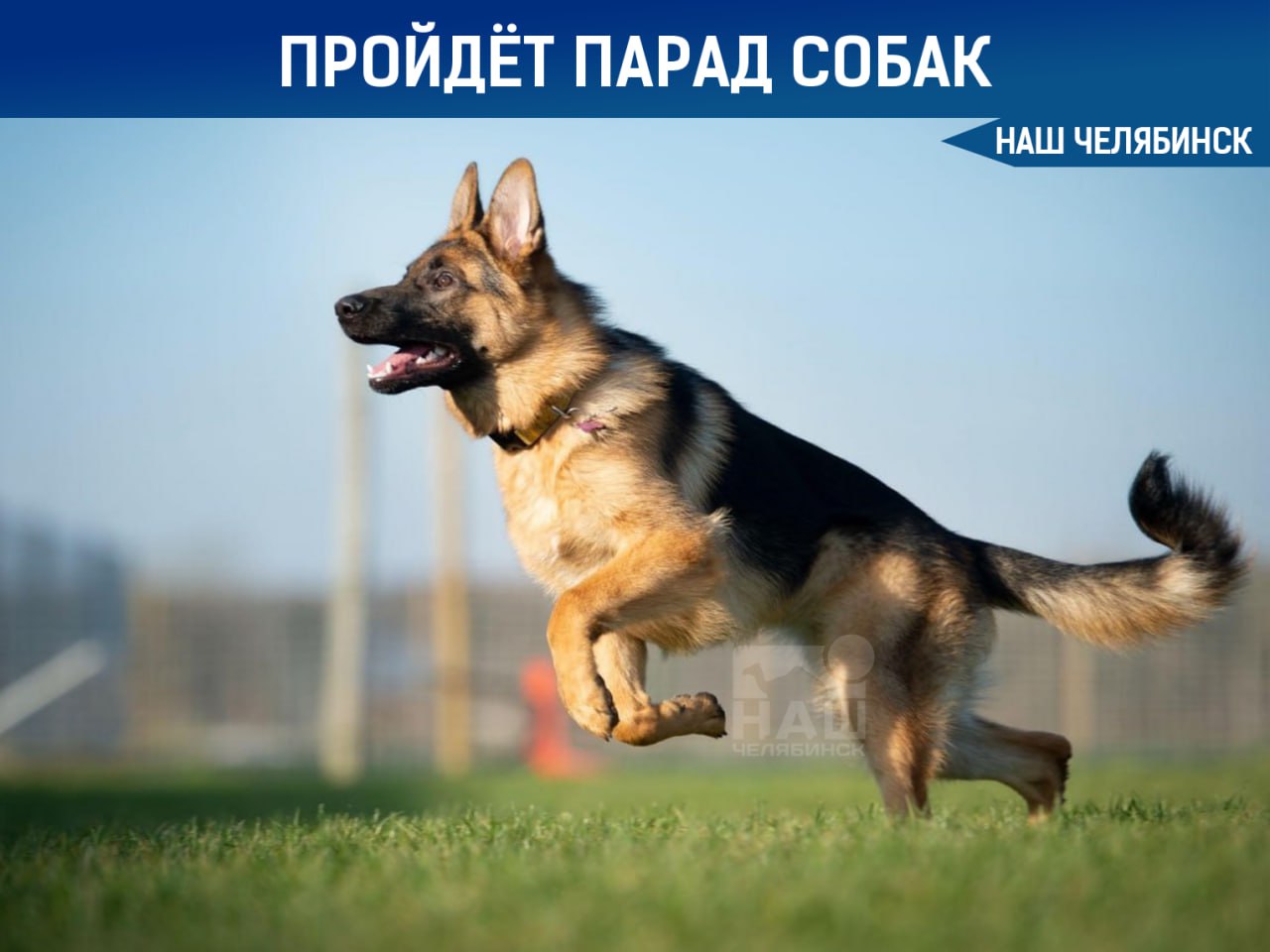 В Челябинске собаки станцуют под «Катюшу» в честь Дня Победы 11 мая в 12:00 на лесной сцене в парке Гагарина состоится необычный парад собак, посвященный их вкладу в Великую Отечественную войну. Мероприятие с выступлениями четвероногих продемонстрирует их роль в те годы, расскажет о собачьих профессиях военного времени. Подписаться на «Наш Челябинск»