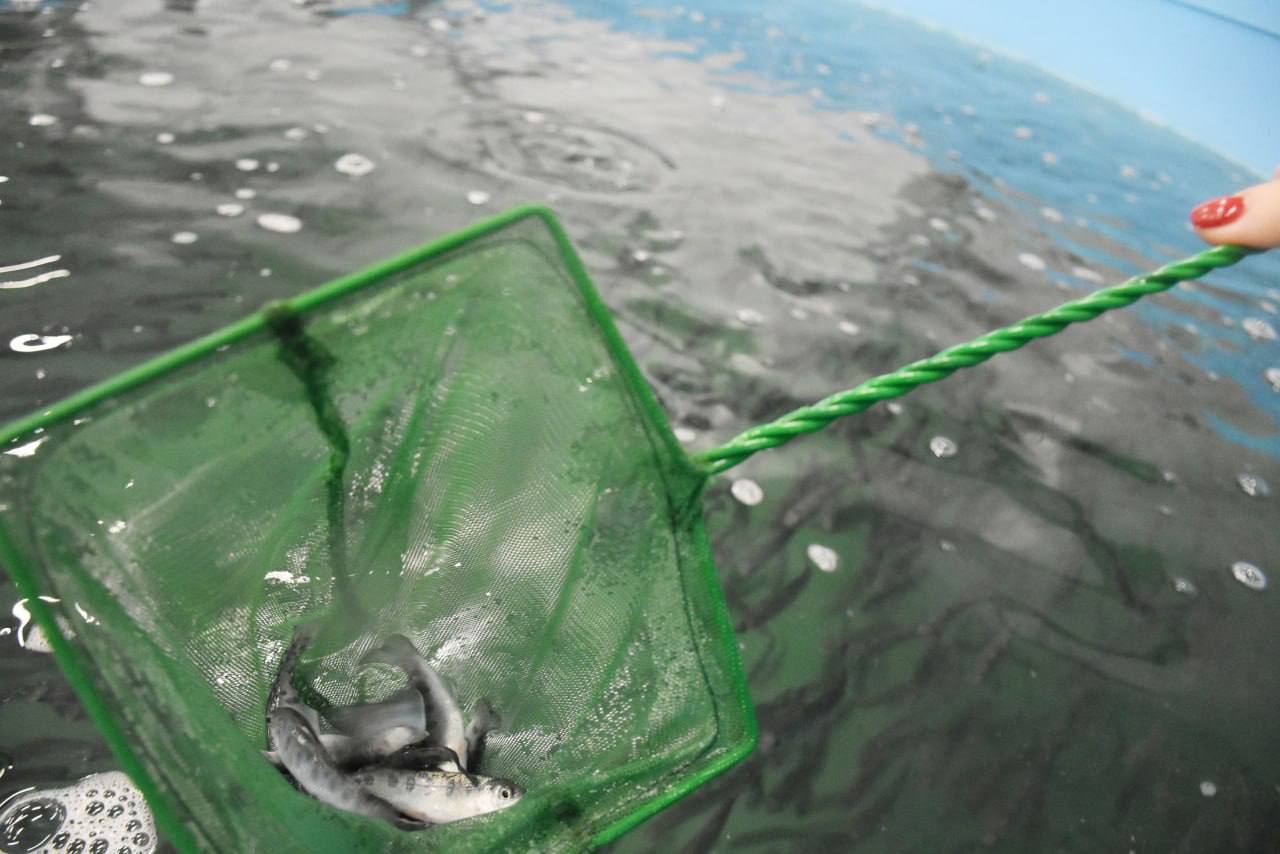 Рыба не роскошь в Калининградской области запускают крупнейшее производство форели Под Гвардейском в посёлке Прудное запущено крупнейшее в области производство форели К концу года предприятие планирует выйти на объём до 100 тонн красной рыбы которая появится в калининградских магазинах В регионе у моря рыба не должна быть роскошью заявил Алексей Беспрозванных и поставил цель обеспечить область собственной рыбой по доступным ценам Подписаться Прислать новости