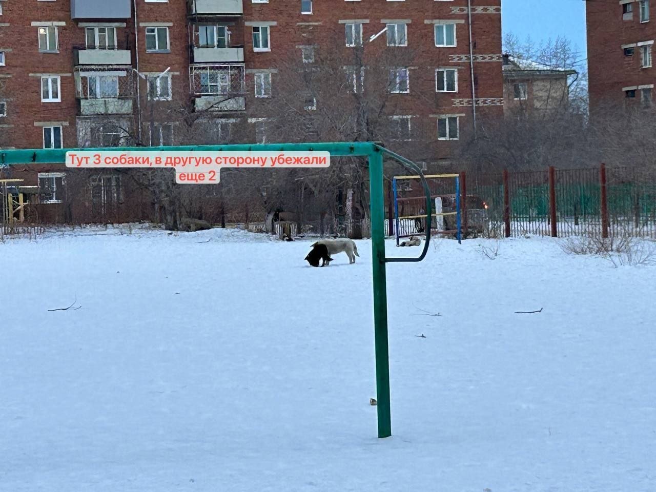 В Гусиноозёрске свора собак чуть не напала на ребёнка    Сегодня утром стая из пяти собак чуть не напала на девочку около школы №5. Рядом с этим местом также находится детский сад № 11.  Агрессивных животных отогнала случайная прохожая.  — Я еле успела их отпугнуть, они прямо неслись на нее и лаяли. Одна собака была еще с намордником на свободном выгуле! Это просто ужас! Такой страх оцепенил меня, взрослого, а каково ребенку, — пишет жительница Гусиноозерска.