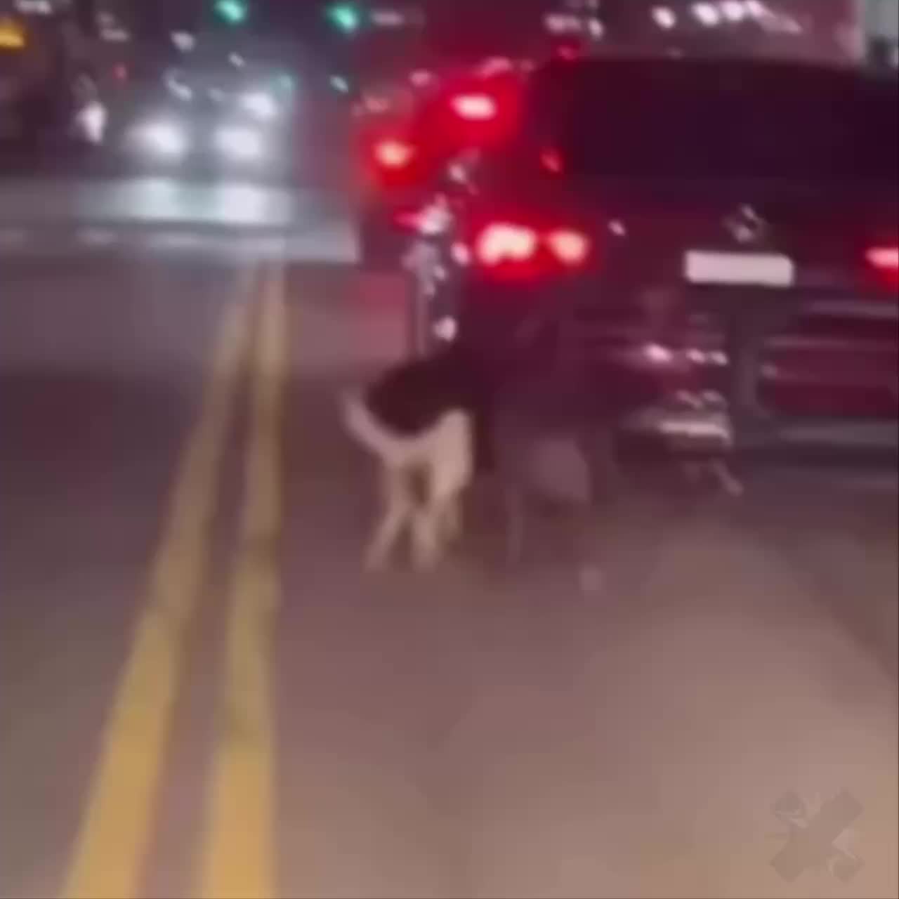 В Нью-Йорке мужчина привязал собак к машине, вызвав общественное возмущение