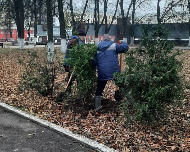 Сквер у Театральной площади становится зеленее Там сегодня высаживают несколько туй и 60 кустов кизильника В понедельник к этому добавят еще 30 саженцев кизильника До этого новые растения появились на участках улиц Риммы Юровской Щорса и Ленина На днях 249 кустарников спиреи и 8 яблонь были высажены на набережной Тренера Пушкарева в Нововятском районе Kirov grad