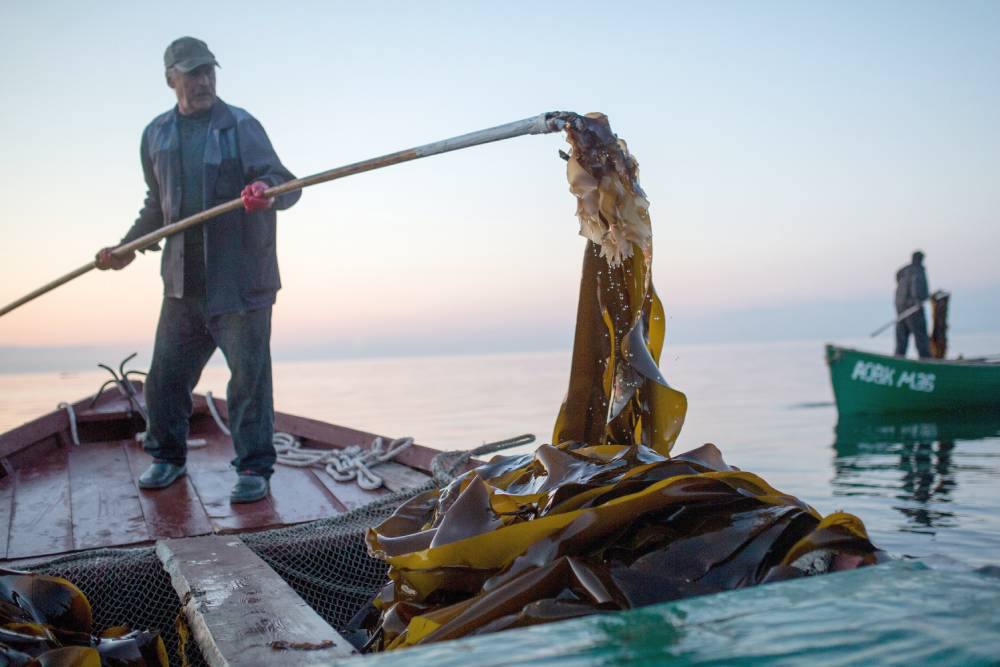 В Приморье запустят производство БАДов из морских водорослей.  Выпуском займется резидент свободного порта Владивосток, компания "Инова", которая планирует вложить в проект 5,3 млн рублей. Первый этап производства мощностью 13 тонн продукции в месяц будет запущен в этом году.  Генеральный директор "Иновы" Алексей Новик отметил, что основные этапы производства будут включать добычу, очистку, сушку и переработку морской водоросли анфельции тобучинской. В основном кормовые добавки будут выпускать для животноводческих предприятий, птицефабрик и рыбных ферм.  Ранее глава ТИНРО Алексей Байталюк оценил запасы водорослей на побережье Дальнего Востока в 1,4 млн тонн. В целом по России к вылову рекомендовано 2 млн тонн водорослей в год. С точки зрения организации производства продукции из водорослей проблем ни со стороны нормативного законодательства, ни наличия ресурсов, нет.   При этом во всех районах, пригодных для добычи, нет инфраструктуры, кроме нескольких мест на Дальнем Востоке. Больше же всего в России водоросли пока используются в кулинарии – "самом низкорентабельном и ненадежном направлении". При этом потенциал у добычи водорослей для нужд фармацевтики и косметологии крайне высок.