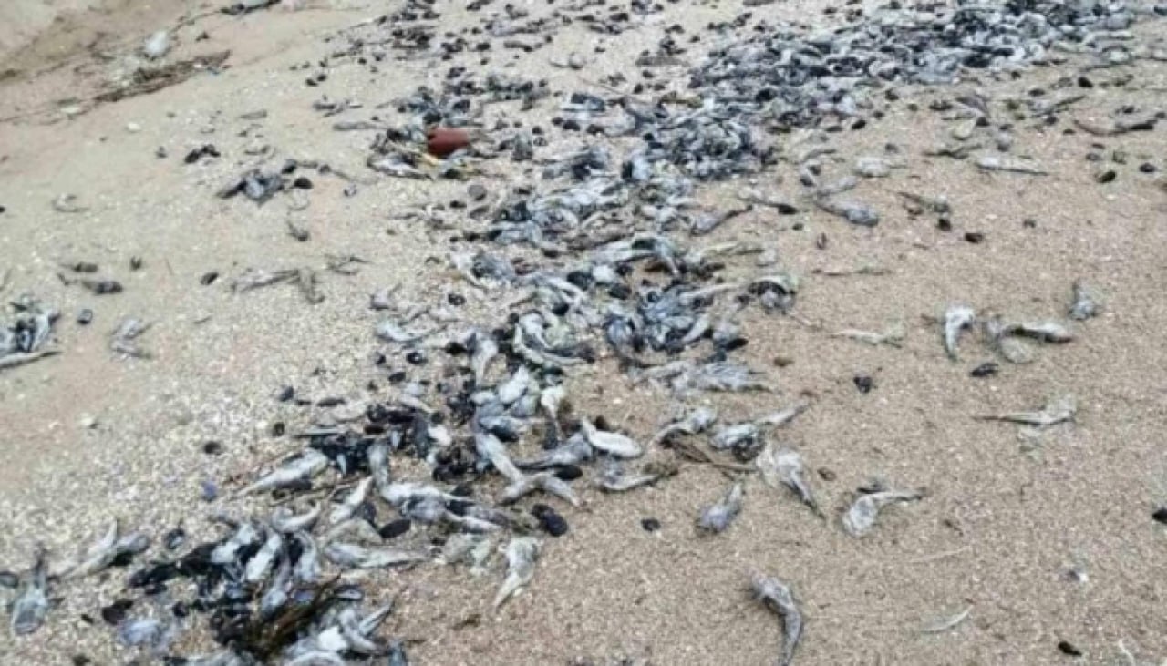 В Азовском море зафиксировали массовую гибель рыбы из-за сильной жары Причина - нехватка кислорода. Пострадал в числе других территорий и Таганрогский залив. С 18 июля Азово-Черноморское управление рыболовства объявило заморный период. Такие же меры введены в Керченском проливе и в Таманском и Динском заливах. Временно рыбакам разрешили ловить бычков с помощью драг. Когда заморный период закончится, пока неизвестно — ученые продолжают следить за погодой и уровнем кислорода в воде. -то на Ростовском