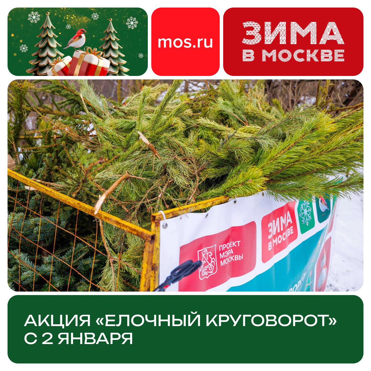 Что делать с елкой после Нового года Над этим вопросом стоит задуматься заранее В городе уже с 2 января до 1 марта будет проходить традиционная акция Елочный круговорот Вы можете принести натуральные хвойные деревья в специальные точки сбора Пункты приема будут работать ежедневно и круглосуточно Собранные ели сосны пихты измельчат и превратят в щепу которую будут использовать для удобрения земли и создания экотроп В прошлом году за 61 день москвичи сдали 48 тысяч новогодних деревьев из которых получили 162 кубометра щепы