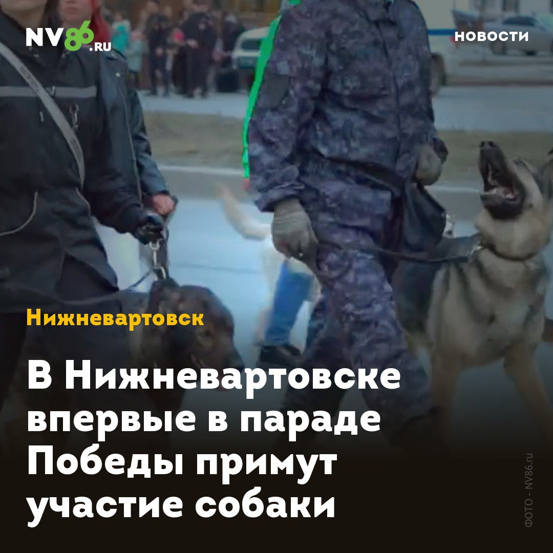 В Нижневартовске впервые в параде Победы примут участие собаки В Нижневартовске ХМАО прошла репетиция шествия на 9 Мая. Накануне в центре города перекрыли движение, чтобы участники могли несколько раз колонной пройти по улице Ленина - так, как это будет на День Победы. Возглавил колонну на советском военном внедорожнике УАЗ-469 командир парадного расчета, военный комиссар Нижневартовска и района, майор Антон Варфоломеев. Открыл шествие главный символ победы - штурмовой флаг 150-й ордена Кутузова II степени Идрицкой стрелковой дивизии. Принимали участие в репетиции шествия юнармейцы, кадеты и - впервые - кинологи со своими питомцами, а также просто владельцы собак. Животные разных пород и размеров на поводках послушно шли рядом со своими хозяевами. Посмотреть на репетицию шествия пришли сотни вартовчан. Большинство держало в руках мобильные телефоны, снимая происходящее. Четырежды колонна прошла по маршруту. • vk.com/nv86ru • ok.ru/nv86.ru