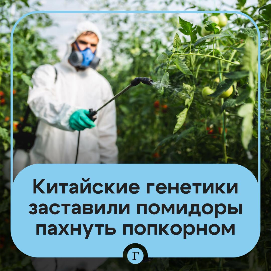 Ученые в Китае вывели сорт томатов с запахом ароматного риса Генетики использовали современные технологии редактирования генов пишет South China Morning Post Ученые смогли отключить два гена отвечающих за подавление ароматических соединений после чего томаты начали источать характерный запах элитных сортов ароматного риса напоминающий свежий попкорн с маслом Генетики точно настроили биохимические процессы в плодах Их достижение может открыть путь к созданию новых сортов томатов с улучшенными ароматическими свойствами которые будут более привлекательны для потребителей Продажу генетически модифицированных томатов уже одобрили в Японии Купили бы такие помидоры