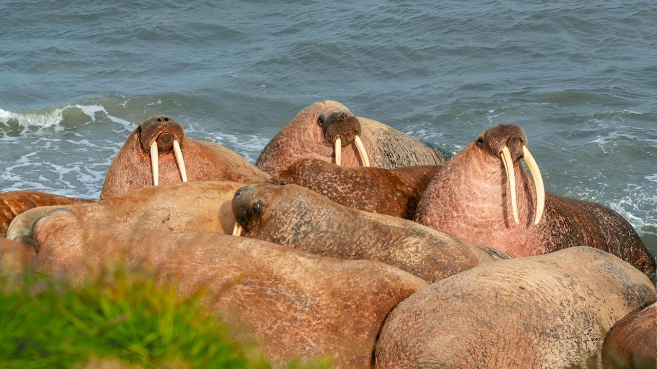 В Тиутей-Яхинский природный заказник приплыли арктические моржи. На побережье Карского моря уже находится несколько десятков особей — они начали формировать лежбище.  Впервые лежбище краснокнижных животных обнаружили в октябре 2019 года в устье реки Тиутей-Ях  Ямальский район .  Фото: Дмитрий Тюшев / Проект «Заповедный Ямал»    Новости Ямала   Поддержать нас бустом