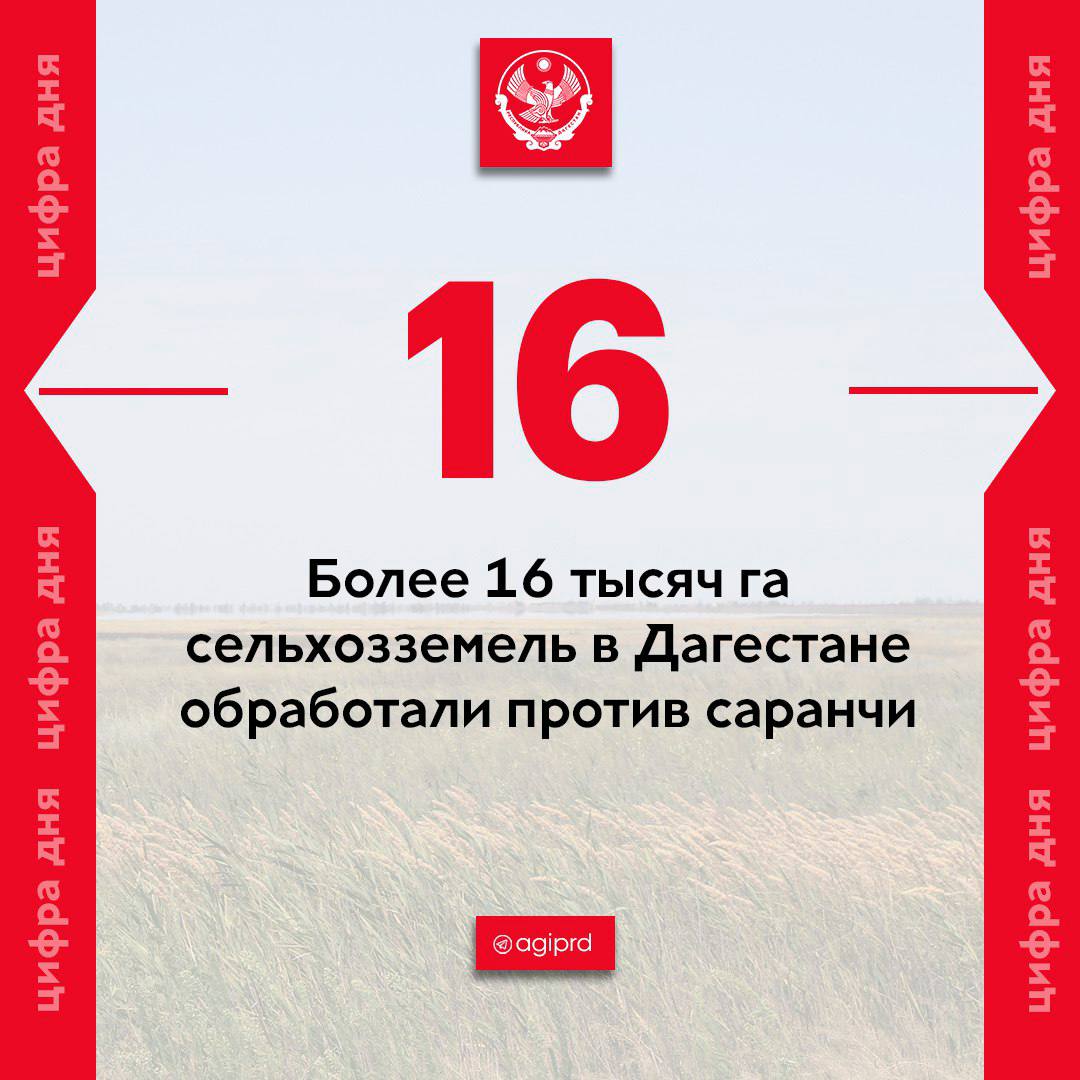 #Цифра_Дня В Дагестане к июню обработали против саранчи более 16 тыс. га сельхозземель. Основной фронт работы проводится в Ногайском районе. В 2025 году обработка может охватить площадь более 50 тыс. га.