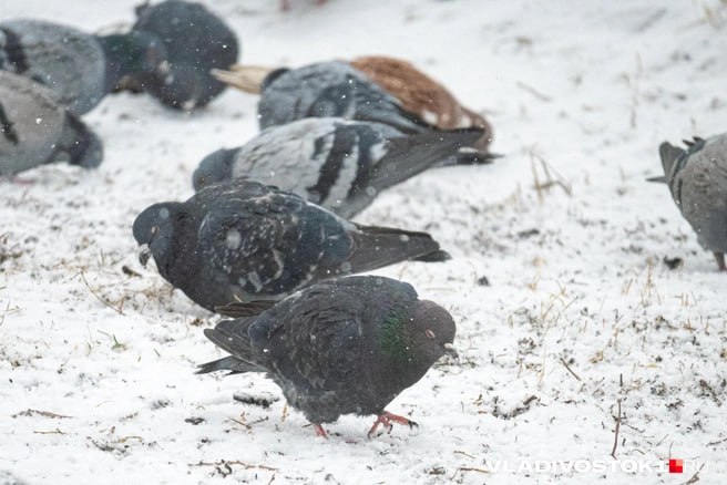 Новый снегопад может накрыть Владивосток в середине декабря сообщил главный синоптик Приморского края Борис Кубай Это зависит от траектории и поведения так называемого китайского вихря который только зарождается По предварительным расчётам главы Примгидромета над Жёлтым морем уже через 190 200 часов то есть примерно 12 декабря может сформироваться циклон Спустя ещё около 10 часов он способен выйти на территорию КНДР после чего приблизится к Японскому морю Вероятность снегопада во Владивостоке будет зависеть от того насколько близко центр циклона пройдёт к столице края отметил Кубай Если циклон подойдёт ближе к городу 13 декабря возможен сильный снегопад Если же его траектория сместится южнее осадки окажутся значительно слабее Словом есть над чем работать добавил синоптик Подписаться