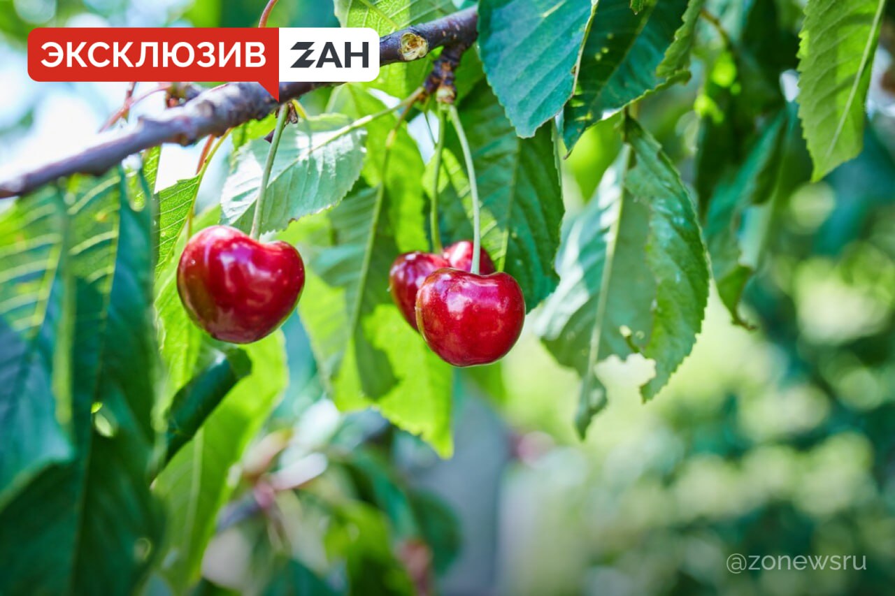 Весенние заморозки затронули урожай черешни в Запорожской области Весенние заморозки повредили завязь черешни в нескольких населенных пунктах Запорожской области. Об этом ЗАН сообщила пресс-служба Министерства агропромышленного комплекса и продовольственной политики Запорожской области. В министерстве отметили, что анализ ситуации показал, что заморозки повлияли на будущий урожай черешни. «На сегодняшний день в Запорожской области продолжается мониторинг последствий весенних заморозков. По предварительным оценкам, ущерб от возвратных заморозков затронул урожай черешни в некоторых населенных пунктах», — говорится в сообщении. Фото: Freepik.com , VK и ОК и читайте новости на нашем сайте