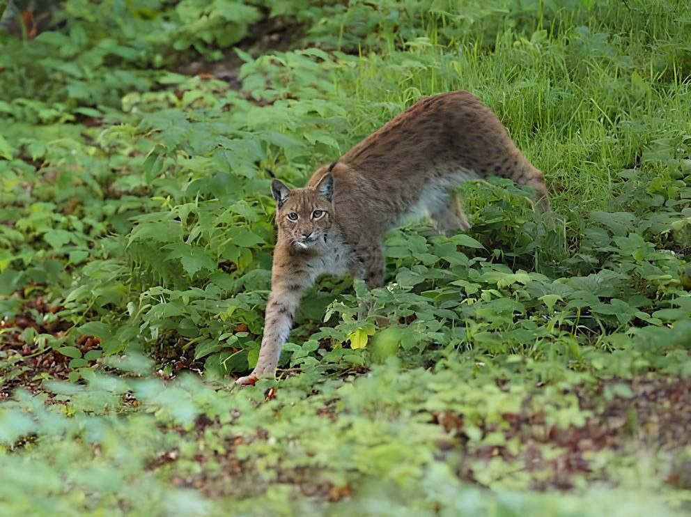 В Подмосковье популяция рысей возросла в 2 5 раза и теперь насчитывает около 80 особей Из за нехватки корма эти хищники становятся более активными в поисках пищи что приводит к нападениям на домашних кошек особенно в таких районах как Волоколамск Руза и Дмитров Экологи настоятельно советуют не оставлять домашних животных таких как кошки и собаки без присмотра на улице и не кормить их дикими хищниками За убийство рыси предусмотрены штрафы до 1 миллиона рублей или тюремное заключение на срок до 5 лет