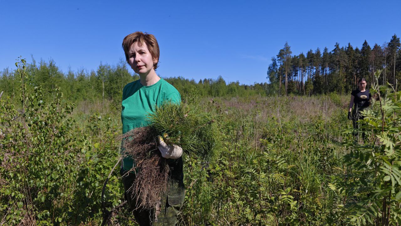 В Орехово-Зуевском лесничестве высадили более 100 тысяч лесных культур На территории лесничества завершены работы по искусственному лесовосстановлению на общей площади 13,9 гектара, в том числе 6,6 га в рамках компенсационного лесовосстановления. Основную долю посадочного материала составила сосна. В Губинском участковом лесничестве на площади 0,5 га высажена ель, а на территории Зуевского участкового лесничества применялась схема смешанных насаждений – высажены сеянцы сосны и ели. Компенсационное лесовосстановление проведено на территории Яковлевского участкового лесничества. Для весенних посадок потребовалось 5,4 тысячи сеянцев ели, 38,8 тысячи сосны. Особое внимание было уделено дополнению лесных культур, проведённом на площади 49,4 гектара. Инженер по лесовосстановлению Орехово-Зуевского филиала ГАУ МО «Мособллес» Дарья Трухина отметила, что в целом при выполнении искусственного лесовосстановления и дополнения лесных культур в 2025 году использовано 122,3 тысячи штук сеянцев хвойных пород.