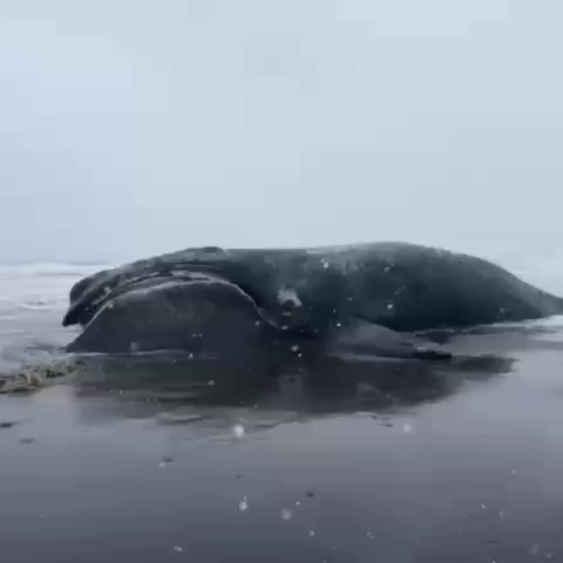 На берегу Камчатки найден мертвый кит с веревкой во рту
