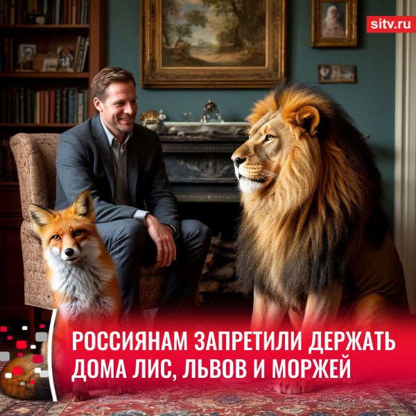 С 1 сентября будет запрещено держать дома лис, росомах, медоедов, собак динго и диких кошек - сервалов, сообщает РИА Новости. Все эти хищники попали в утвержденный перечень животных, запрещенных к содержанию. Документ вступит в силу с 1 сентября 2025 года и будет действовать 6 лет - до 1 сентября 2031 года.   В списке: львы, тигры, леопарды, гепарды, ягуары, пумы, сервалы  кустарниковые кошки , росомахи, снежные барсы, рыси, гиеновые собаки, обыкновенные лисицы, тюлени, моржи, все представители семейства медвежьих, волк обыкновенный  в том числе подвид динго , рыжий волк, гривистый волк, все виды медоедов и все гиеновые.   Исключением из гиеновых стали земляные волки, их дома держать можно.   : Шедеврум    Подписаться   Прислать новость