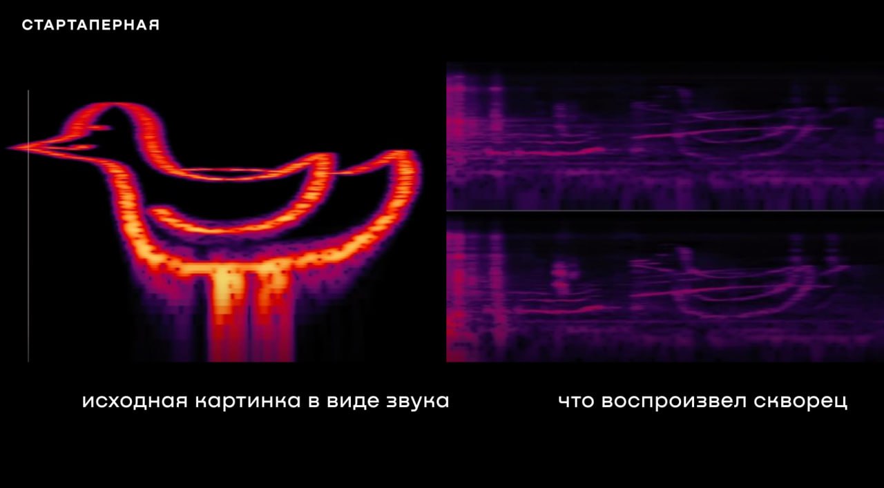Лайфхак на случай отключения интернета: передавать данные через птиц Ютубер, музыкант Бенн Джордан создал простую PNG-картинку размером 176 Кбайт, преобразовал ее в аудиофайл и регулярно включал домашнему скворцу. Птица запомнила звук и воспроизвела его. Декодированная картинка получилась довольно точной. При сжатии с коэффициентом 10:1 можно передавать до 2 Мбайт в секунду данных с помощью скворца. Стартаперная