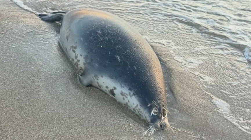 На побережье Мангистау нашли 112 мёртвых каспийских тюленей На побережье Мангистау нашли более сотни мертвых тюленей специалисты взяли пробы морской воды передает ArbatMedia со ссылкой на КазТАГ Во время обследования прибрежной территории в Тупкараганском районе сотрудники департамента экологии Мангистауской области совместно с представителями управления рыбной инспекции обнаружили 112 погибших каспийских тюленей Исследование охватывало участок от поселка Асан до мыса Баутино Из общего числа туш 39 были найдены между Асаном и пляжем Форт Шевченко остальные 73 на отрезке от городского пляжа до Баутино После поступления сообщений от местных жителей о мертвых животных специалисты выехали на место и 3 ноября взяли пробы морской воды в районах Форт Шевченко и Баутино для последующего анализа Как уточнили в департаменте информация о происшествии была передана в экстренную службу 112 согласно установленному порядку оповещения Прислать новость