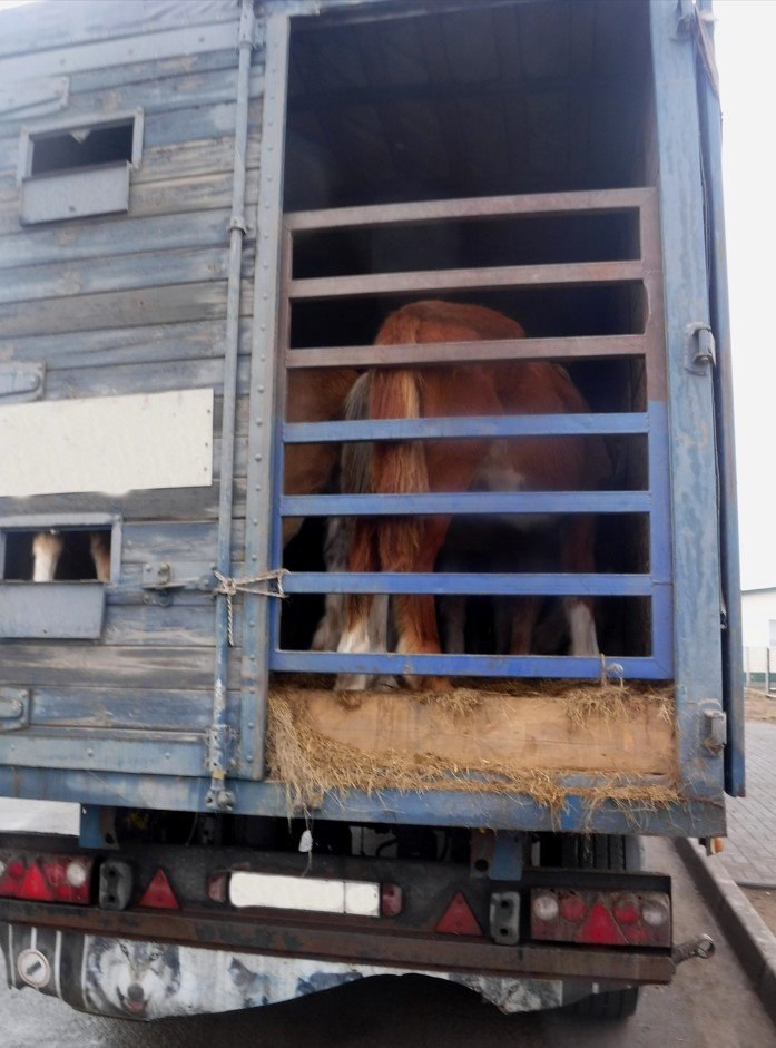 Незаконный вывоз лошадей и коров предотвратили в Алтайском крае Сотрудники Алтайской таможни совместно с представителями пограничного управления ФСБ выявили два грузовика с партиями животных в районе пункта пропуска Кулунда В транспорте были обнаружены 44 лошади и 30 коров которых собирались вывезти в Казахстан Проверка документов показала что ветеринарные сертификаты на живой груз являются недействительными Таможенники передали животных представителям Россельхознадзора которые вернули их на территорию региона За нарушение ветеринарно санитарных правил перевозчиков привлекли к административной ответственности ч 2 ст 10 8 КоАП РФ