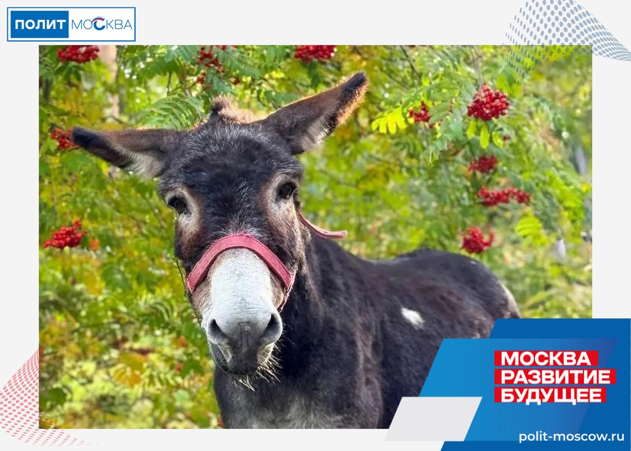 Ослик Жорик приехавший из зоны СВО поселился в Московском зоопарке На городскую территорию Московского зоопарка прибыл новый житель ослик по кличке Жорик Его история уникальна длительное время животное находилось вместе с личным составом одного из воинских подразделений в зоне проведения специальной военной операции Жорик оказывал посильную помощь в хозяйственных делах и перевозил снаряды После передислокации части вопрос о дальнейшей судьбе ослика был решен при содействии общественности Московский зоопарк оперативно организовал перевозку животного В начале осени Жорик прошел адаптацию в филиале учреждения зоосаде в вотчине Деда Мороза в Великом Устюге а в конце ноября его привезли в столицу Сейчас животное находится на плановом карантине где проходит все необходимые ветеринарные обследования и процедуры Ослик постепенно привыкает к новому окружению и сотрудникам Его рацион состоит из сена моркови свеклы и специализированных витаминно минеральных добавок Сейчас для Жорика важны покой и постепенная адаптация Как только наши специалисты примут решение о его готовности он переедет на территорию постоянной экспозиции в детском зоопарке Мы планируем разместить его на контактной площадке рядом с камерунскими козами где посетители смогут наблюдать за этим общительным и доброжелательным животным прокомментировала Светлана Акулова генеральный директор Московского зоопарка ПолитМосква Подписаться