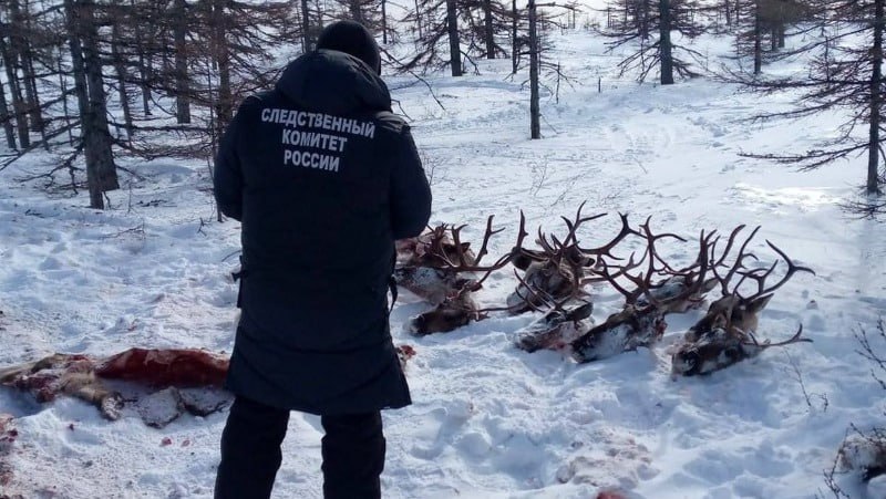 Генпрокуратура обжалует приговор по делу об истреблении краснокнижных оленей на Сахалине  Ведомство взяло дело под свой контроль после обращения сахалинских депутатов, которые сочли решение суда слишком мягким, об этом пишет Оха65.ру.  Напомним, в феврале 2023 года на севере Сахалина, в районе реки Дуна, были обнаружены останки 26 особей северного оленя, занесенного в Красную книгу. Ущерб от действий браконьеров, по первоначальным оценкам, составил более 4,7 млн рублей. Правоохранительные органы задержали четверых подозреваемых, у которых изъяли туши оленей, оружие, боеприпасы и снегоходы.  В январе 2024 года суд вынес приговор: трое фигурантов  Василенко, Смирнов и Гродовский  получили от 6 месяцев до года колонии-поселения, а четвертый  Шишкин  — полгода условно. Также всем четверым на два года запретили заниматься охотой и носить оружие.  Год спустя Сахалинский областной суд смягчил приговор.  ———    :     Прислать нам новость: