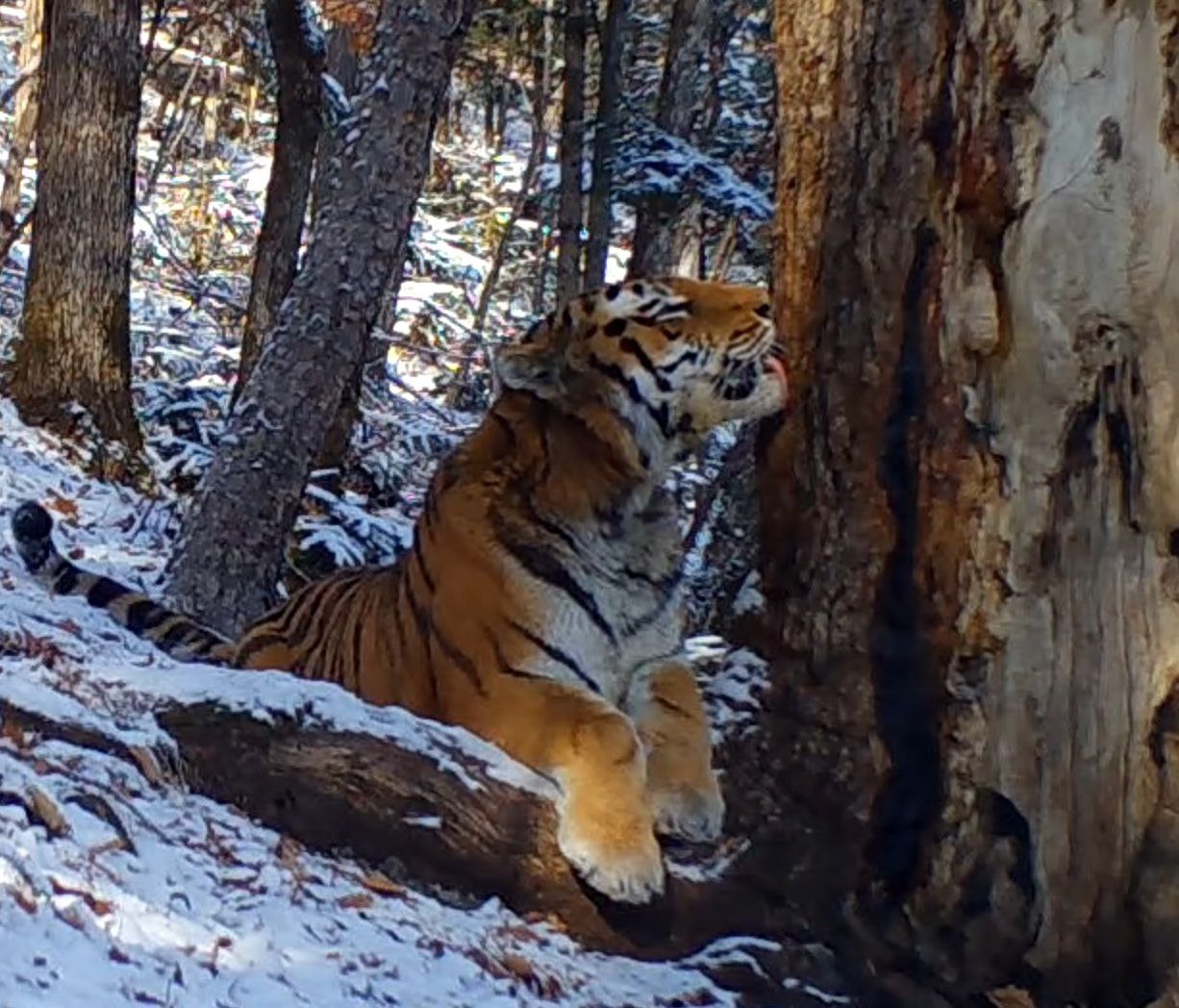 Самый любвеобильный тигр расслаблялся у вековой пихты Амурский тигр проявил неожиданную нежность к редчайшему дереву в национальном парке Земля леопарда попав на видео фотоловушки На кадрах хищник увлечённо изучает запахи меточного дерева а затем вылизывает и трётся щеками о вековую пихту цельнолистную Камера была установлена у маркировочного дерева места где дикие животные обмениваются информацией оставляя запаховые метки для сородичей и других обитателей леса На видео самец амурского тигра сначала обстоятельно изучает запахи на стволе затем начинает ласкаться вылизывая кору и потираясь мордой Подобное состояние близкое к эйфории у представителей семейства кошачьих может быть вызвано сильными притягательными запахами Учёным удалось идентифицировать героя видео по уникальному узору полос на его теле В кадре оказался самец под номером T 18M Пихта цельнолистная ставшая героиней видео одно из самых редких хвойных деревьев России и самое высокое дерево Дальнего Востока Эти реликтовые великаны могут жить несколько сотен лет и выделяют эфирные масла с ярко выраженным ароматом Именно сочетание запахов других животных и насыщенный природный аромат самой пихты мог вызвать у тигра столь эмоциональную реакцию Подобные кадры важный научный материал Они подтверждают что амурский тигр чувствует себя уверенно в заповедном лесу где обеспечена надёжная охрана от браконьеров и природных пожаров Источник нацпарк Земля леопарда dvved