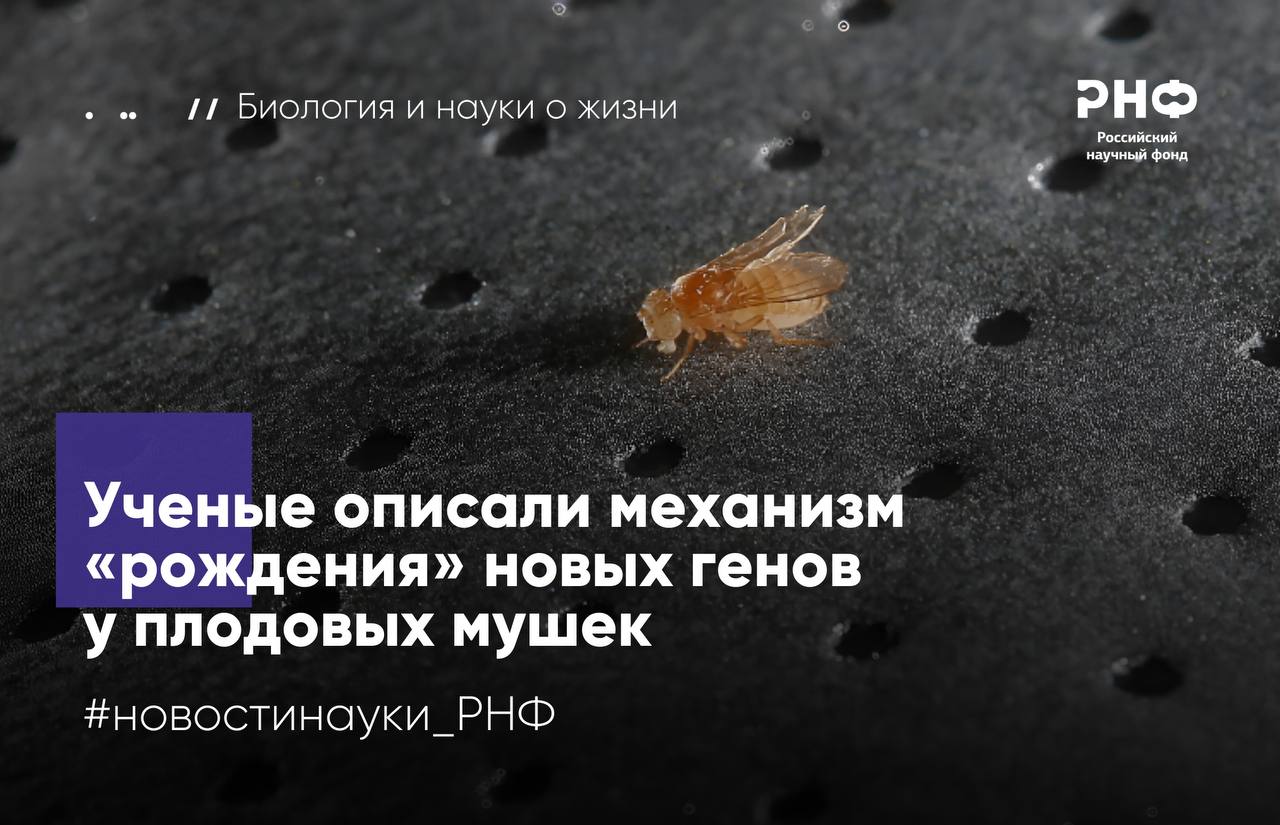 Ученые из Института биологии гена РАН и Института биологии развития имени Н К Кольцова РАН выяснили что у плодовых мушек новые гены могут формироваться из консервативных некодирующих участков ДНК К такому выводу авторы пришли исследовав ген lawc который есть только у дрозофил Работа выполнена при поддержке Российского научного фонда У эукариот организмов с клеточным ядром например грибов растений и животных фрагменты ДНК состоят из чередующихся участков экзонов и интронов Экзоны несут информацию о структуре белка тогда как интроны не кодируют его напрямую и на этапе синтеза вырезаются Тем не менее интроны могут содержать важные регуляторные элементы например энхансеры которые влияют на скорость белкового синтеза В ходе эволюции именно в таких регуляторных зонах возможны мутации способные привести к появлению новых генов на месте ранее некодирующей ДНК Случаи подобного рождения новых генов уже описаны для многих организмов включая человека однако механизм этого процесса оставался не до конца понятен В новой работе ученые исследовали как формируются новые гены из некодирующих последовательностей ДНК на примере плодовой мушки Drosophila melanogaster Биологи обратили внимание на описанный ранее ген lawc который кодирует короткий ядерный белок участвующий в регуляции работы генов Исследование показало что эта последовательность есть только у дрозофил представителей семейства Drosophilidae а у других насекомых ее нет Проанализировав данные о происхождении плодовых мушек авторы уточнили эволюционную историю гена lawc и обнаружили что он появился около 68 миллионов лет назад у общего предка дрозофил Ученые выяснили что у всех видов плодовых мушек ген lawc имеет два консервативных участка структура которых почти не менялась в процессе эволюции Эти элементы расположены в некодирующей регуляторной области гена Trf2 последовательности частично перекрываются и именно они могли послужить основой для формирования новой кодирующей последовательности lawc Анализ экспрессии показал что lawc работает на всех стадиях развития организма и в разных тканях от нервной системы до половой Это необычно поскольку чаще всего гены образующиеся из некодирующих последовательностей активны локально В эксперименте с удалением lawc выживаемость и плодовитость мушек не изменились однако нарушилась работа гена Trf2 что указывает на их функциональную взаимосвязь Полученные данные показывают что новые гены могут возникать на базе уже существующих регуляторных последовательностей и встраиваться в сложные генетические сети Это открывает перспективы для понимания эволюционных механизмов и создания искусственных генов в биотехнологии В дальнейшем мы планируем исследовать как эволюционировали эти совместно работающие гены в условиях их перекрытия В частности мы хотим оценить роль малых молекул микроРНК в процессе такой адаптации поскольку известно что они представляют собой особый уровень контроля работы генов Кроме того исследование позволит ответить на вопрос могли ли за относительно короткий срок существования молодого гена сформироваться условия для его контроля со стороны малых молекул микроРНК рассказывает руководитель проекта поддержанного грантом РНФ Ольга Симонова доктор биологических наук старший научный сотрудник отдела регуляции генетических процессов Института биологии гена РАН Результаты опубликованы в Journal of Genetics and Genomics Подробнее в материале газеты Коммерсант новостинауки РНФ биология