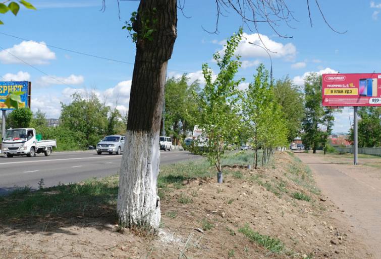 Аллергики ликуйте В Бурятии высадят тополя без пуха В МБУ Городское лесничество рассказали какие улицы озеленят в Улан Удэ в этом году Деревья планируют высаживать в рамках программы Зеленый город Так сразу на двух улицах высадят тополя без пуха на Трубачеева заменят старые деревья а на Пушкина продолжат формирование аллеи А в 105 м микрорайоне высадят более ста крупномерных хвойных деревьев Уже в апреле будет утвержден окончательный план работ на год сколько и какие растения будут высажены в каждом конкретном районе уточнили на предприятии
