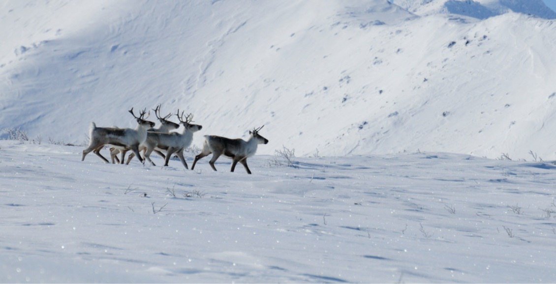 Дикие северные олени Камчатки ушли на высокогорные пастбища Дикие северные олени обитающие в Кроноцком заповеднике на Камчатке завершили осеннюю миграцию После окончания брачного сезона парнокопытные поднялись на зимние пастбища в горах Нажмите для подробностей   kam24 ru news main 20251120 122839 html utm source telegram utm medium messenger