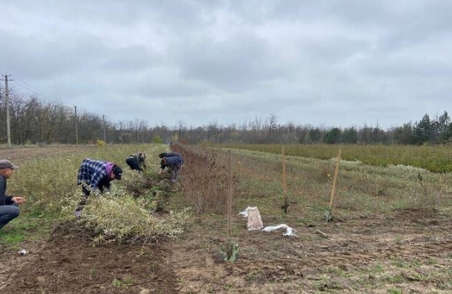 Мелитопольский лесхоз вырастил более 1 5 млн сеянцев и саженцев Специалисты Мелитопольского лесхоза подготовили к осенней посадке рекордные 1 5 миллиона молодых деревьев и кустарников Все растения результат труда местных питомников где за ними тщательно ухаживали весь сезон прополка полив культивация и забота   В этом году лесоводы высадят свыше 500 тысяч деревьев и кустарников на площади более 189 гектаров Среди пород дуб акация ясень и клен Все семена были заготовлены сотрудниками предприятия самостоятельно полностью местное производство Программа реализуется в рамках федерального проекта Сохранение лесов национального проекта Экологическое благополучие Системная работа по восстановлению лесов помогает не только озеленять Запорожскую область но и укреплять экологический баланс региона НОВЫЙ МЕЛИТОПОЛЬ