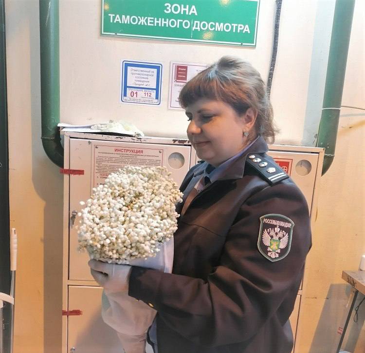 «Больные» розы Россельхознадзором запрещён ввоз в Приморье почти 1,9 тысячи цветов из Китая Досмотр госинспекторами 2,5 тыс. штук гипсофилы, пионов, роз и гвоздик выявил карантинный для ЕАЭС объект – западный цветочный трипс. Решением управления Россельхознадзора от 21 мая ввоз зараженной части партии запрещен. По выбору собственника продукции цветы будут уничтожены. Дарим билеты в Ботанический сад и Оранжерею! Источник: