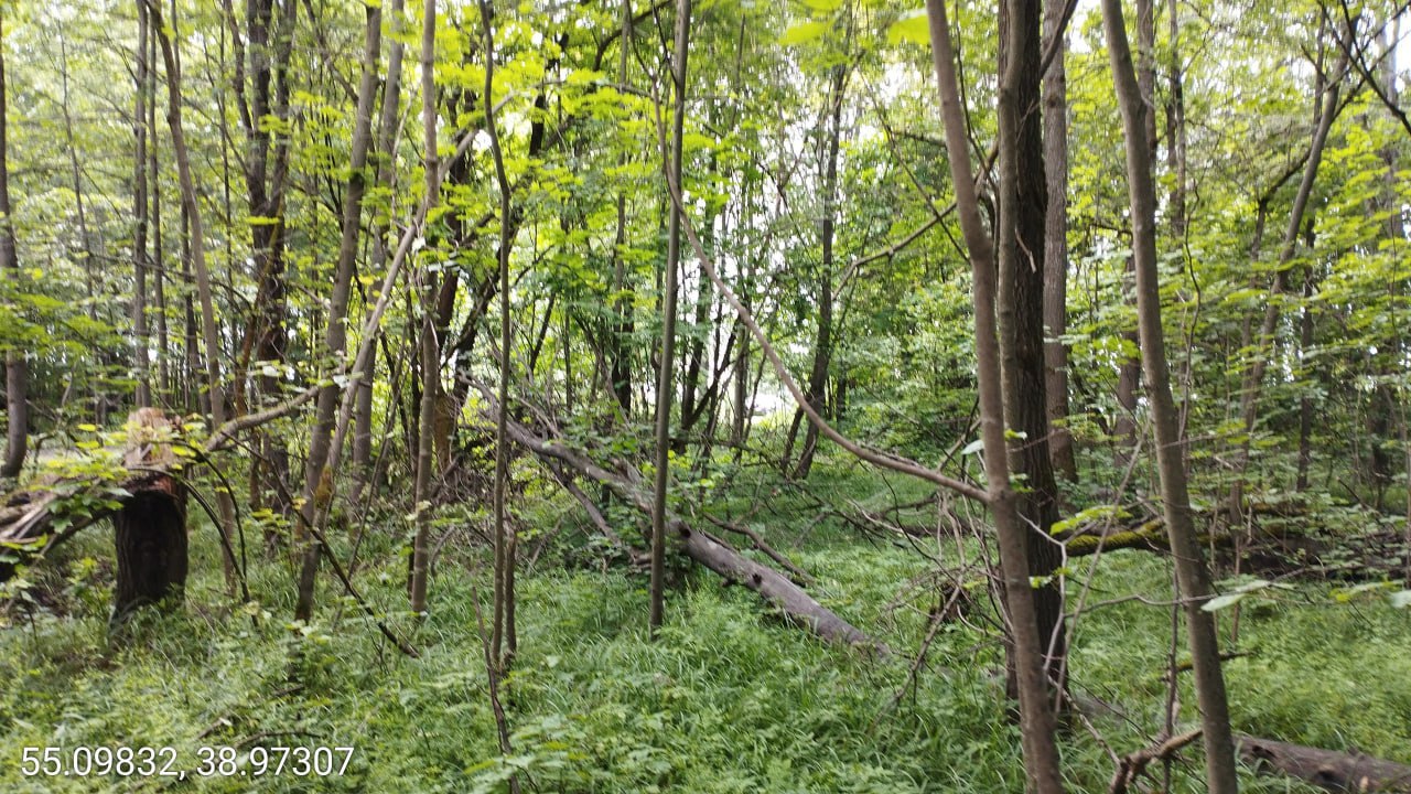 Леса городского округа Коломна освобождают от погибших деревьев. В Маливском участковом лесничестве вблизи села Октябрьское и СНТ «Озёрки» завершены работы по уборке неликвидной древесины на участках общей площадью 20,6 гектара. Специалисты выполнили раскряжёвку, сбор и укладку частей стволов поваленных деревьев и кустарников в поленницы. Всего убрано 864 кубометра неликвидной древесины, которая оставлена на месте для естественного перегнивания. Старший участковый лесничий Ступинского филиала ГАУ МО «Мособллес» Павел Макаров поделился планами работ на следующий год: «Запланированы работы по уборке неликвидной древесины на лесных участках, также расположенных вблизи садоводческого товарищества «Озёрки» на площади 16,8 гектара и рядом с садоводческими товариществами «Взлёт» и «Ока» городского округа Коломна на площади 10,2 гектара».