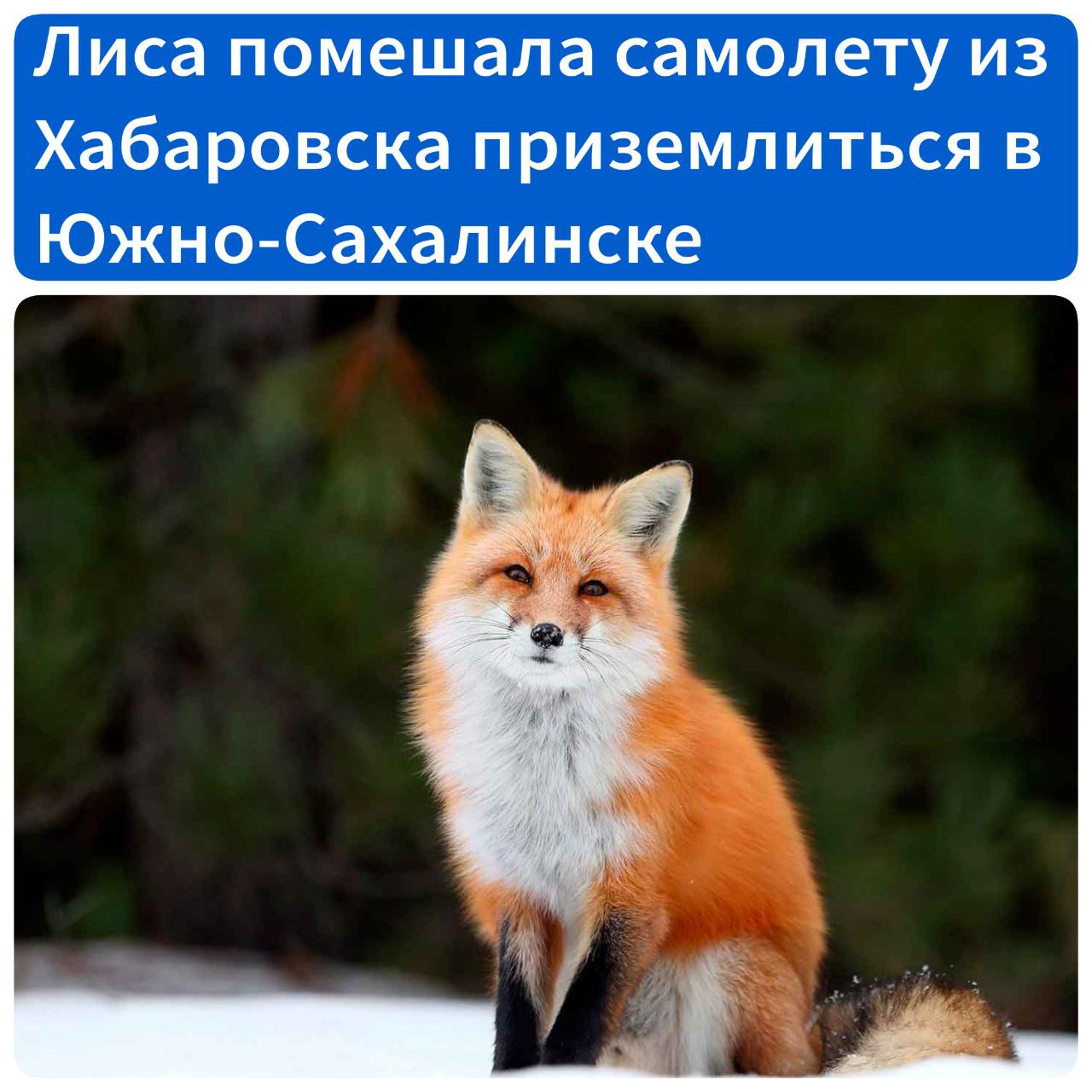 Лиса помешала самолёту из Хабаровска приземлиться в Южно-Сахалинске Самолёт авиакомпании «Аврора», летевший из Хабаровска, не смог приземлиться в аэропорту Южно-Сахалинска из-за дикого животного на взлётно-посадочной полосе и ушел на второй круг. Инцидент произошел накануне, 5 мая. Лайнер Airbus A 319 выполнял рейс HZ5626 Хабаровск – Южно-Сахалинск. Когда он должен был совершить посадку, на взлетно-посадочную полосу пришла лиса. Самолет совершил уход на второй круг по команде диспетчера. Со второй попытки приземление прошло благополучно, никто не пострадал. Сахалинской транспортной прокуратурой проводится проверка исполнения законодательства о транспортной безопасности на воздушном транспорте. Источник - ХКС
