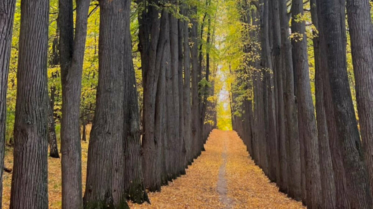 Завтра в Нижнем Новгороде суд рассмотрит дело которое решит судьбу парка усадьбы Нарышкиных Паулуччи в Татарстане Парк XIX века расположенный в селе Ключищи включен в государственный реестр памятников Его собственник Роман Гущин требует решение отменить Спор дошел до Четвертого апелляционного суда Исход дела важен не только для этого конкретного парка В Комитете предупреждают что решение в пользу собственника может создать опасный прецедент открыв дорогу к застройке или уничтожению других исторических зеленых зон по всей стране сообщает комитет ОКН Фото Комитет ОКН inkazanischa теперь и в МАХ