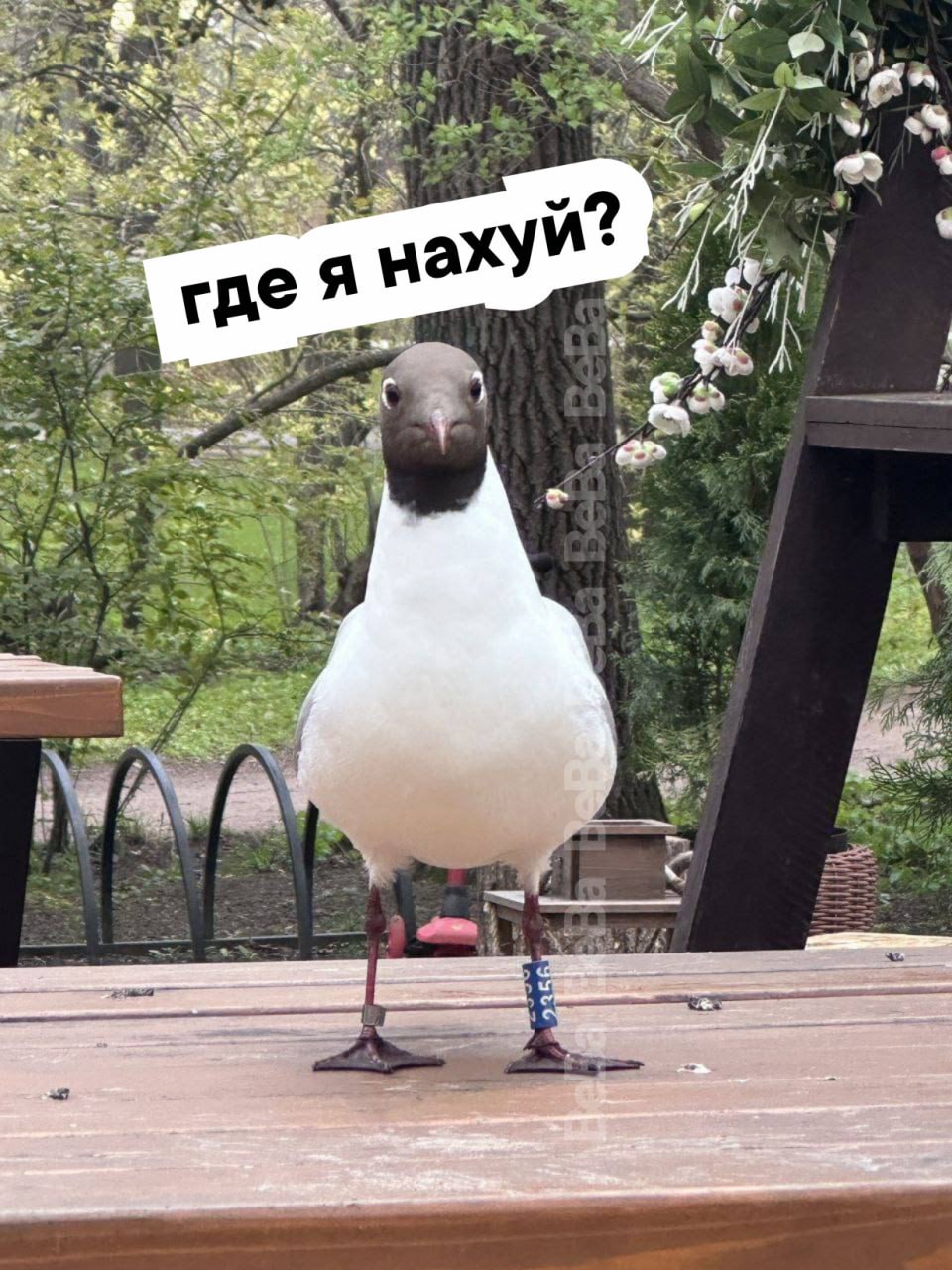 Чайку из Лондона заметили на Елагином острове в Санкт-Петербурге. Орнитологи выяснили по кольцу на лапке, что эта чайка шесть месяцев назад обитала в Великобритании