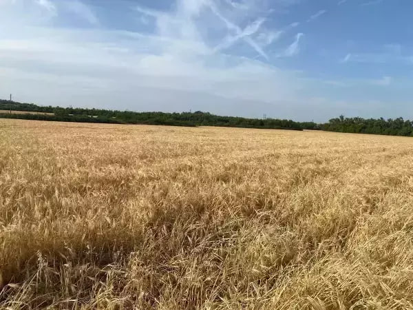 Шести районам в Ростовской области угрожает почвенная засуха. Причиной неблагоприятных явлений стало отсутствие осадков. Согласно последним данным, засуха на посевах озимой пшеницы наблюдается в Белокалитвинском, Октябрьском, Веселовском, Верхнедонском, Чертковском районах. А под яровым ячменем – в Зерноградском районе.