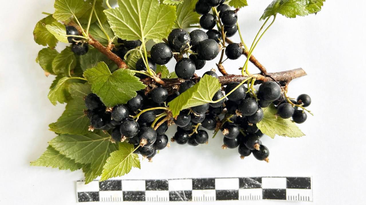 Ученые из Бурятии вывели новый сорт смородины Специалисты БГСХА разработали вид Байкальское чудо Ягода содержит рекордное количество витамина С также имеет высокую урожайность заявили в вузе Исследования по выведению сорта начали в 2019 году Новый вид демонстрирует устойчивость к морозам болезням и вредителям Сейчас Байкальское чудо передали на государственное сортоиспытание Урожайность нового сорта составляет 5 5 кг с куста или 121 ц га Масса ягод достигает 4 граммов что является высоким показателем для черной смородины поделилась заведующая научно производственной лабораторией садоводства и питомниководства Наталья Васильева Биохимический анализ показал что ягоды содержат 248 мг витамина С и 12 6 сахаров при кислотности 1 10 на 100 грамм Созревание ягод среднее сбор урожая проводится за один раз Привлекательность внешнего вида ягод оценивается в 5 0 баллов из 5 возможных   Канал Ариг Ус в MAX