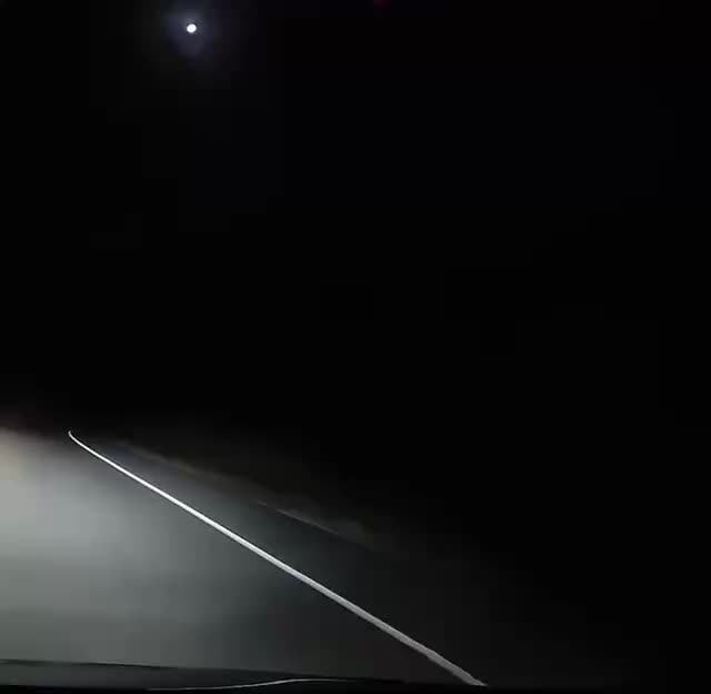 Тигр попытался напасть на автомобиль в Приморье