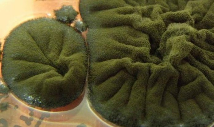 Чернобыльский гриб поможет в освоении космоса В зоне отчуждения Чернобыльской АЭС обнаружен гриб Cladosporium sphaerospermum способный не только выживать в условиях смертельной радиации но и использовать её как источник энергии процесс названный радиосинтезом Этот черный налет покрывающий стены реактора 4 был открыт в 1990 х микробиологом Нелли Ждановой Грибок растет быстрее под воздействием гамма излучения благодаря меланину который преобразует радиацию в химическую энергию аналогично фотосинтезу у растений Исследования 2008 и 2022 годов подтвердили C sphaerospermum поглощает радиацию как губка снижая её уровень на 2 5 в экспериментах на МКС NASA уже тестировала гриб на Международной космической станции слой толщиной 21 см блокирует до половины космической радиации В будущем его можно применять для защиты астронавтов на Марсе производства энергии в космосе и биоремедиации загрязнённых зон Севкор теперь в MAX Читайте Севкор