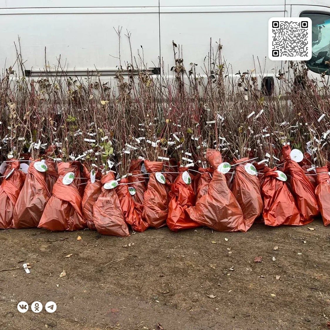 Жители ДНР могут получить новые саженцы плодовых деревьев  Об этом позаботились организаторы Программы экологических гуммиссий в новых регионах АНО «Сад Памяти».  Сегодня первые саженцы плодовых деревьев и кустарников получили жители Донецка. Они высадят зеленые насаждения на своих участках, придомовых и придворовых территориях.  Как отметили организаторы, выдача саженцев продолжится в Донецкой и Луганской народных Республиках, Запорожской и Херсонской областях до конца года.  Перечень населенных пунктов, где будет осуществляться раздача посадочного материала, руководство Программы экологических гуманитарных миссий определит совместно с Администрациями муниципалитетов.