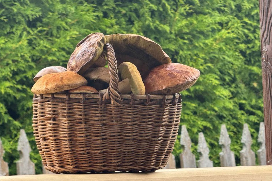 Грибной сезон в Нижегородской области продолжился несмотря на похолодание Основной улов сейчас это зеленушки и серушки Ими богаты леса под Бором и в Городецком районе особенно у деревни Федурино Хорошо идут грибы в окрестностях Дзержинска район деревни Пыра а в Кстовском округе некоторые собирают целые корзины вешенок Также в Сормовском парке до сих пор находят сыроежки сморчки и даже белые грибы Слегка подмороженный но думаю на вкус не повлияет Вечером пожарим с картошечкой и узнаем Устроим прощальный ужин свежему грибочку делится планами один из грибников  Подписаться Мы в MAX Буст