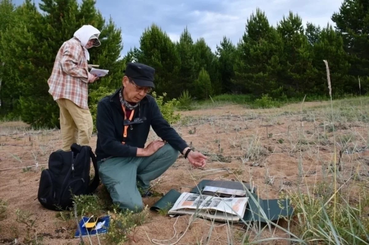 На Байкале нашли 18 новых жителей флоры Учёные Института общей и экспериментальной биологии СО РАН открыли 18 новых видов растений на Чивыркуйском перешейке 14 из них судя по всему прибыли с чемоданами туристы могли занести их из других регионов Среди новых открытий бодяк полевой земляника ананасная зубчатка обыкновенная ромашник непахучий и башенница голая Сейчас флора перешейка насчитывает 384 вида Данные помогут развивать экологическую инфраструктуру создавать просветительские программы и напоминать отдыхающим оставляйте след только в памяти а не в растениях Канал Макс
