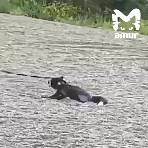 Во Владивостоке девушка выгуливала чернобурую лисицу на набережной