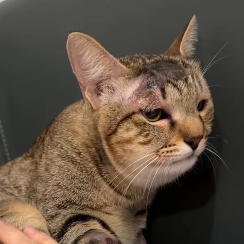 Кошка спасла екатеринбуржцев на Бали от ядовитой змеи Семья из Екатеринбурга отдыхала на Бали с кошкой Масей В один из дней кошка столкнулась с гадюкой и не дала ей проникнуть в дом От укуса гадюки Мася едва не погибла но ветеринары вовремя ввели противоядие Героиня провела три дня в реанимации сейчас с ней всё хорошо Фото Соцсети Анны Куликович Хозяйки Маси теперь в МАХ