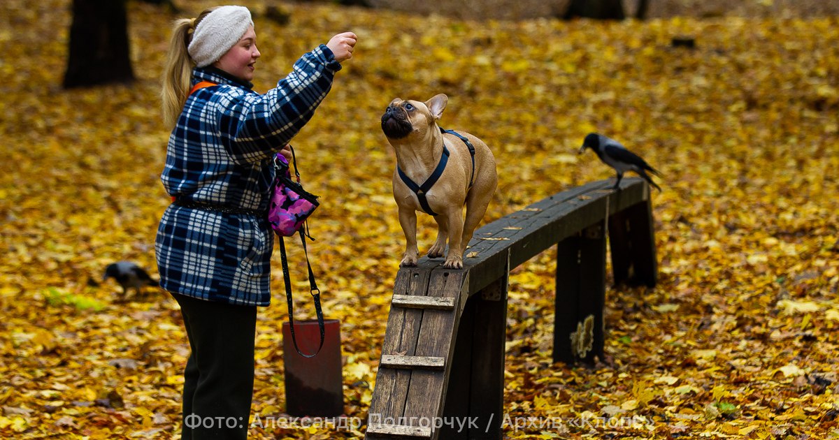 Росстандарт уГОСТил собак площадки для выгула и дрессировки приведут в человеческий вид В России с 1 апреля 2026 года начнёт действовать национальный стандарт устанавливающий требования к благоустройству территорий для выгула и дрессировки собак Согласно документу минимальная площадь игровой зоны должна составлять 200 квадратных метров а дрессировочной 1 5 тыс квадратов они должны быть огорожены двухметровым забором Для обеспечения санитарных норм предусматриваются зоны для уборки отходов с контейнерами и дозаторами для пакетов Стандарт впервые закрепляет понятия инфраструктура для владельцев собак игровая площадка для собак маршрут для прогулок с собаками Эти термины закрепляют современный подход и стремление общества к формированию культуры дружелюбия к собакам ко всем домашним животным к благоустройству городской среды основанный на принципах безопасности гуманности и уважительного отношения к животным рассказали в Росстандарте